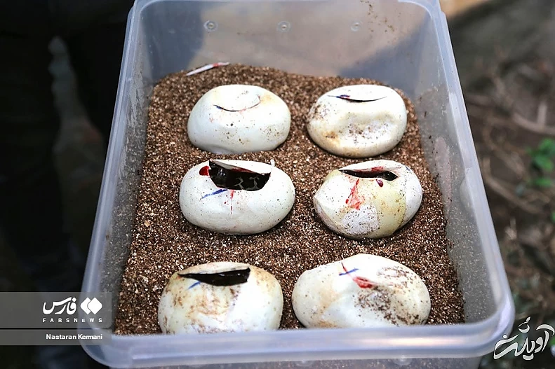 (تصاویر) تولد بچه مارهای پیتون در پارک چمران کرج